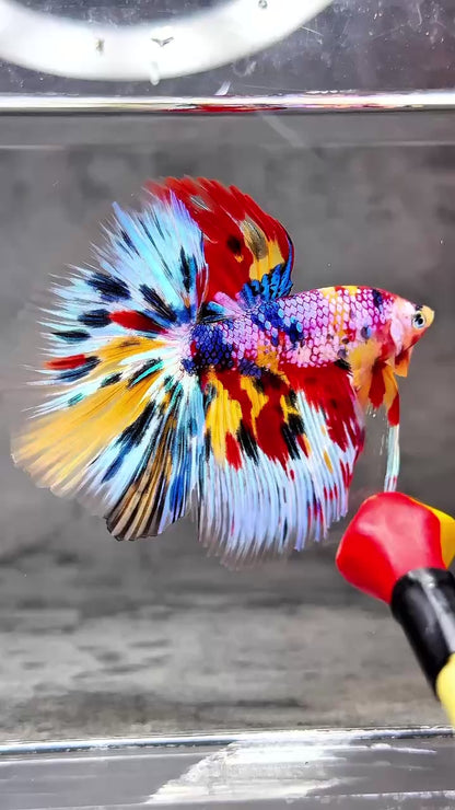 Multicolor Halfmoon Male Betta Fish | High Grade | Order Directly From Farm |  You Pick Fish |