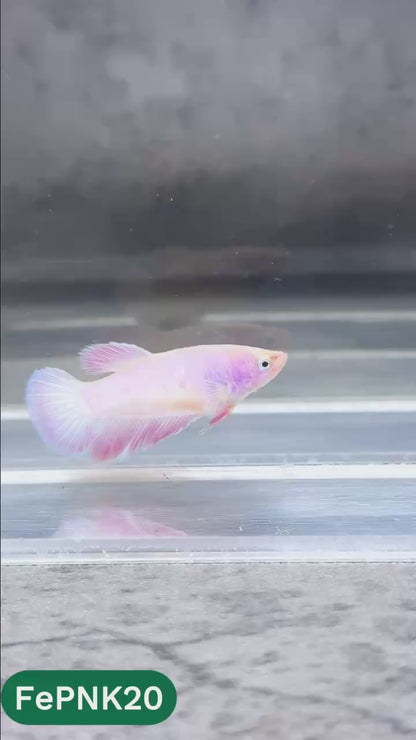 Pink Halfmoon Female Betta Fish | You Pick Fish | Rare Color