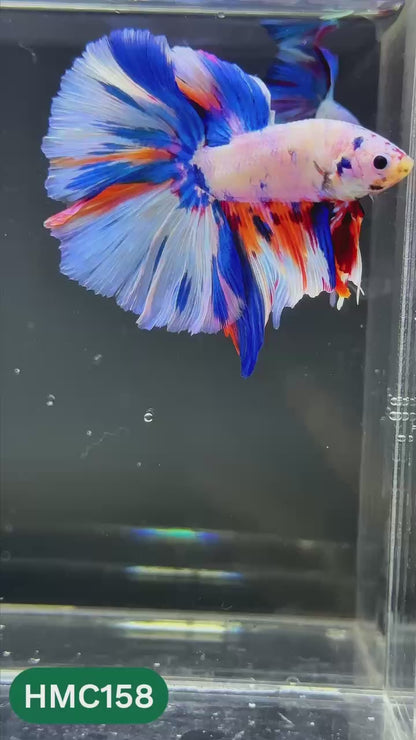 Multicolor Halfmoon Male Betta Fish | Order Directly From Farm | You Pick Fish