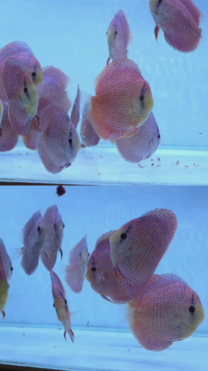 Leopard Discus Fish