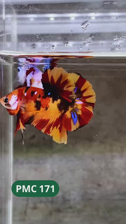 Multicolor Plakat Male Betta Fish |Show Grade|  You Pick Fish
