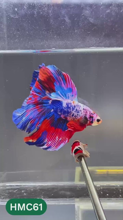 Multicolor Halfmoon Male Betta Fish | High Grade | Order Directly From Farm |  You Pick Fish |