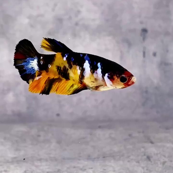 Multicolor Female Betta Fish