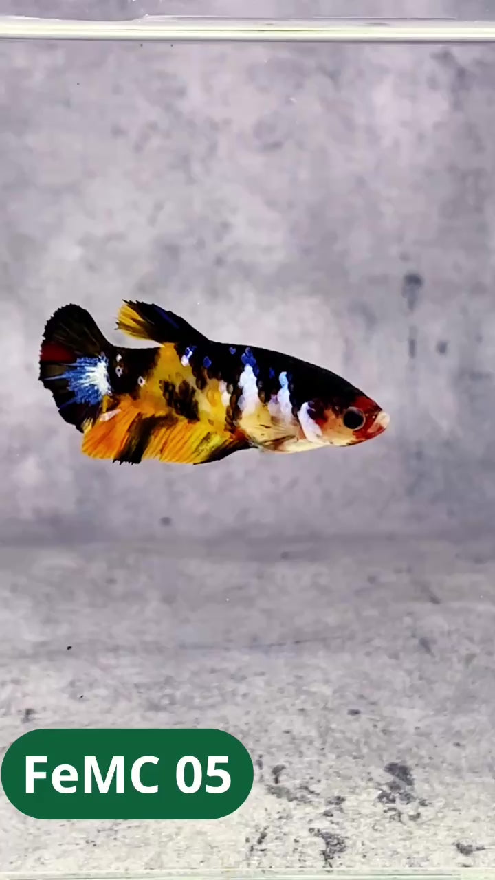 Multicolor Female Betta Fish