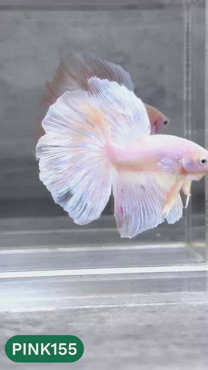 Pink Halfmoon Male Betta Fish | You Pick Fish | Order Directly From Farm