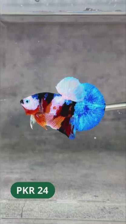 Multicolor Yellow Base Plakat Male Betta Fish | Order Directly From Farm |  You Pick Fish