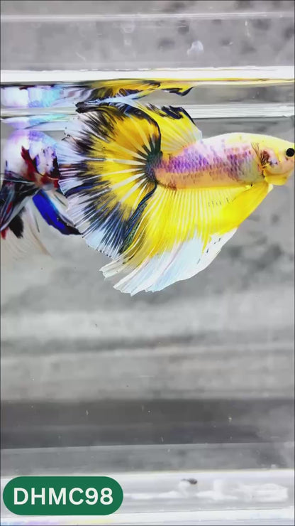 Multicolor Halfmoon Male Betta Fish | Order Directly From Farm | You Pick Fish