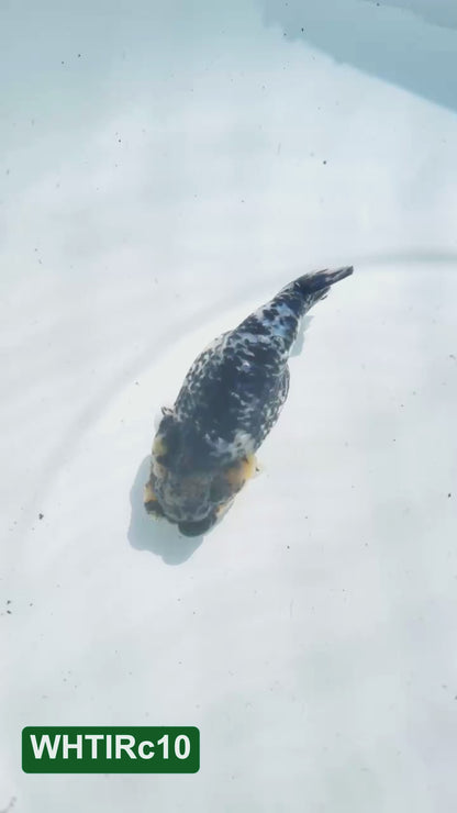 Pearl White Tiger Calico Ranchu Goldfish | You Pick Fish