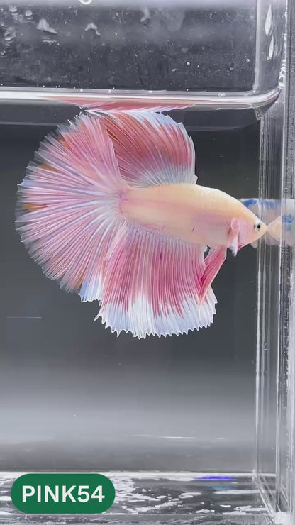 Pink Halfmoon Male Betta Fish | You Pick Fish | Order Directly From Farm