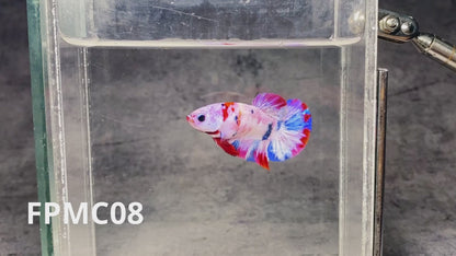 Multicolor Female Betta Fish | You Pick Fish  | High Grade