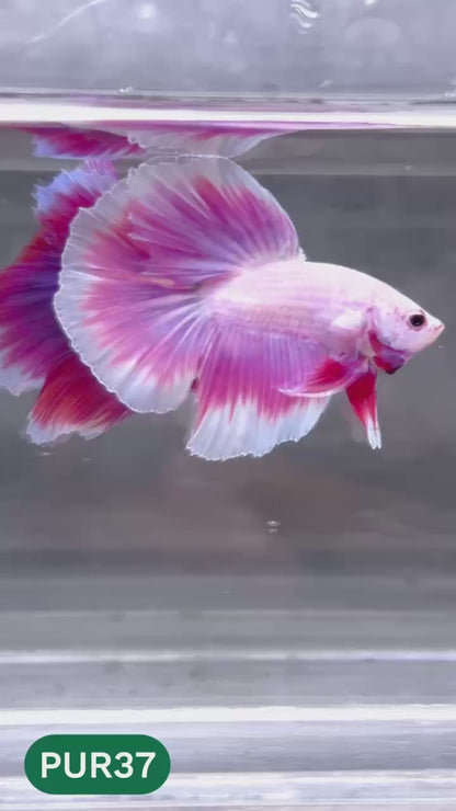 Purple Halfmoon Male Betta Fish | You Pick Fish | Order Directly From Farm