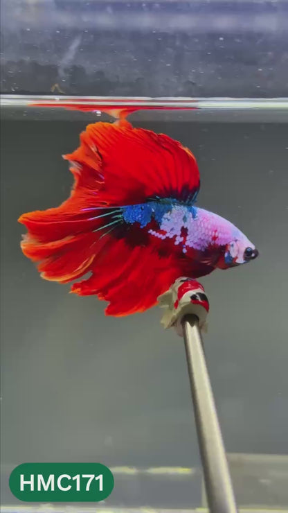 Multicolor Halfmoon Male Betta Fish | Order Directly From Farm | You Pick Fish
