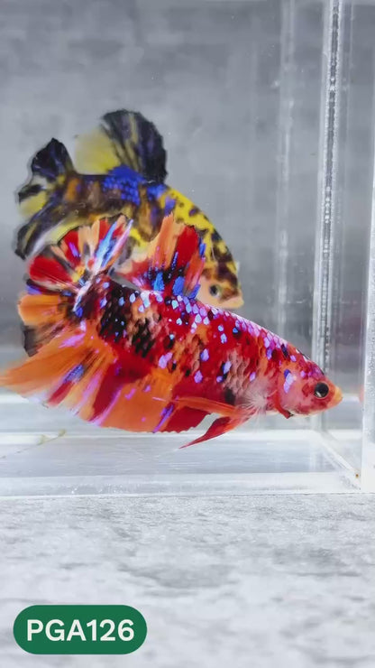 King Giant Plakat Male Betta Fish | You Pick Fish | High Grade