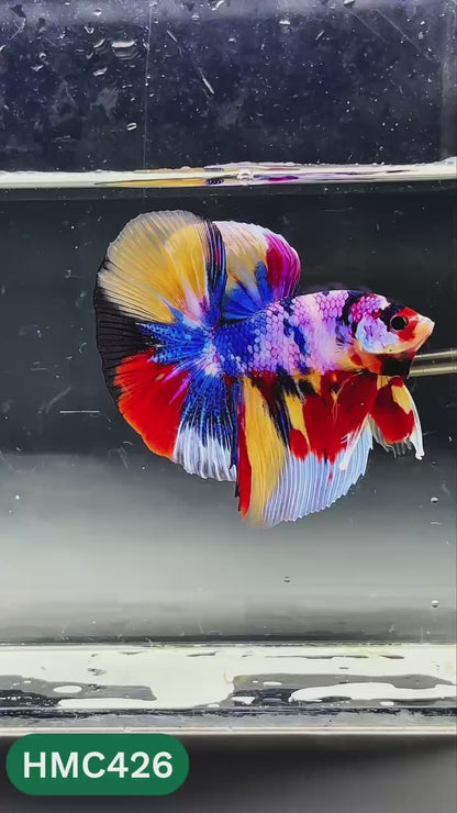 Nemo Halfmoon Male Betta Fish | Order Directly From Farm | You Pick Fish