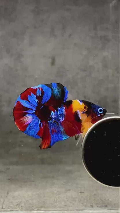 Multicolor Plakat Male Betta Fish |Show Grade|  You Pick Fish