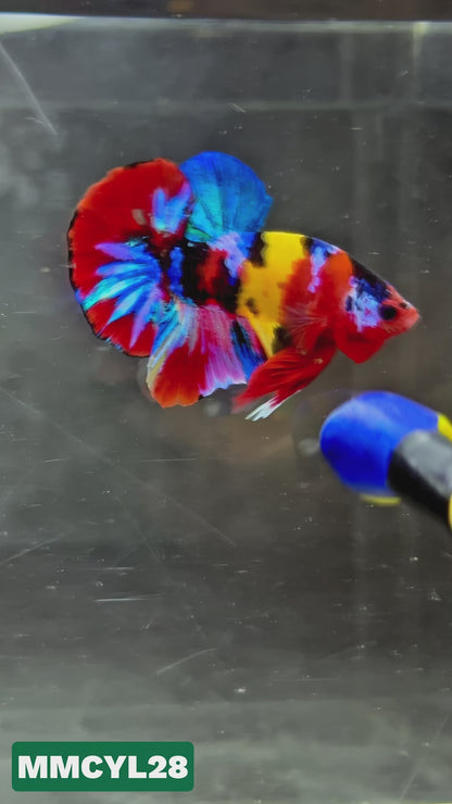 Multicolor Yellow Base Plakat Male Betta Fish | Order Directly From Farm|  You Pick Fish