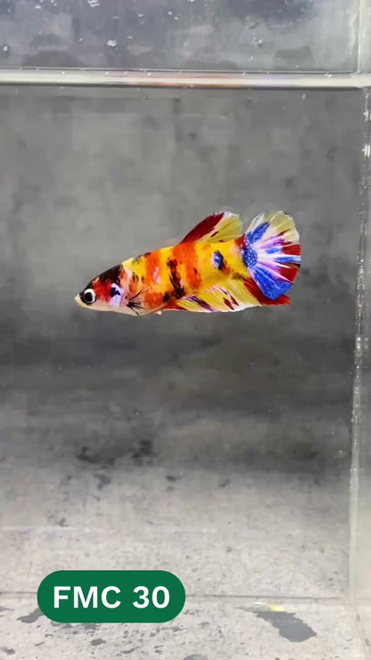 Multicolor Female Betta Fish | You Pick Fish | High Grade