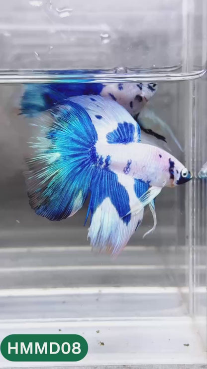 Blue Marble Dot Halfmoon Male Betta Fish | Order Directly From Farm | You Pick Fish