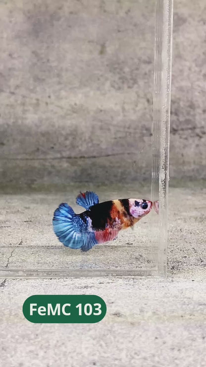 Multicolor Female Betta Fish | You Pick Fish | High Grade