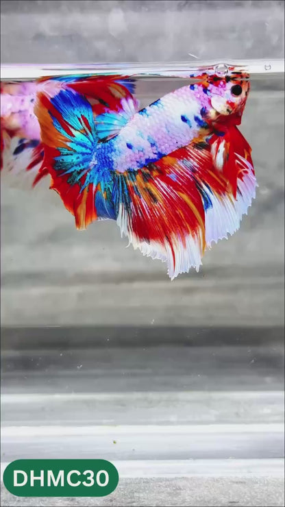 Multicolor Halfmoon Male Betta Fish | Order Directly From Farm | You Pick Fish