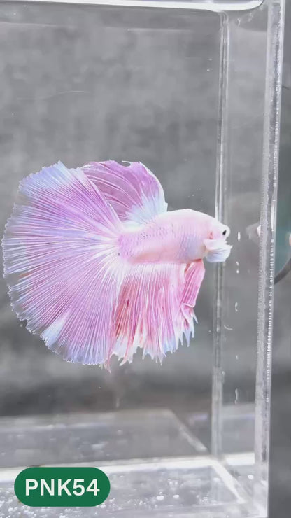 Pink Halfmoon Male Betta Fish | You Pick Fish | Order Directly From Farm