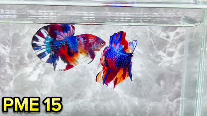 Metallic Plakat Betta Fish | You Pick Betta | Show Grade