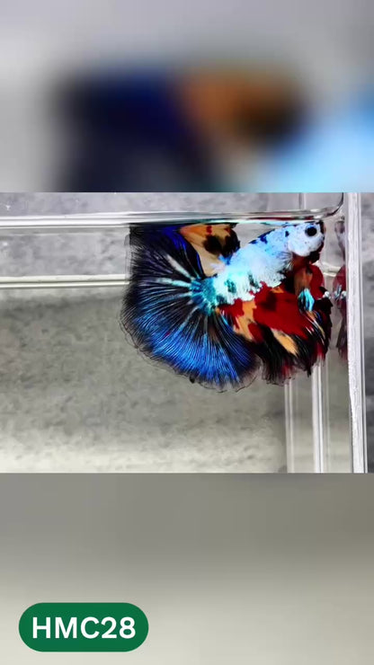 Multicolor Halfmoon Male Betta Fish | High Grade | Order Directly From Farm |  You Pick Fish |