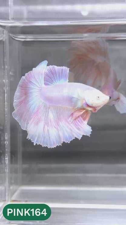 Pink Halfmoon Male Betta Fish | You Pick Fish | Order Directly From Farm