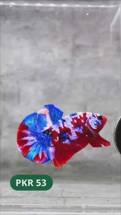 Multicolor Yellow Base Plakat Male Betta Fish | Order Directly From Farm |  You Pick Fish