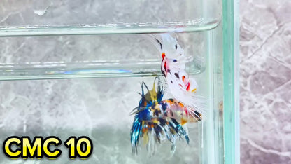 Crowntail Multicolor Male Betta Fish | High Grade | You Pick Fish |