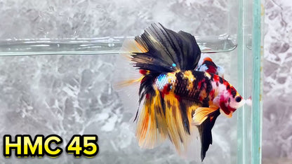 Multicolor Halfmoon Male Betta Fish | High Grade | Order Directly From Farm|  You Pick Fish |