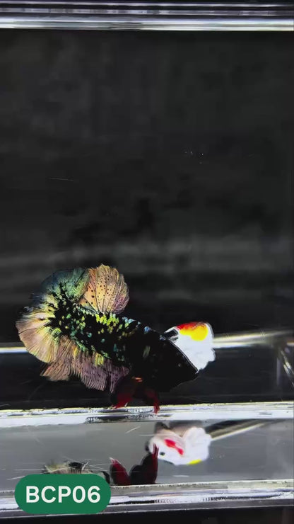 Black Panther Plakat Male Betta Fish | You Pick Fish | Rare Betta