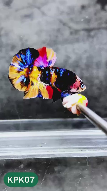 Multicolor Plakat Male Betta Fish |Show Grade|  You Pick Fish
