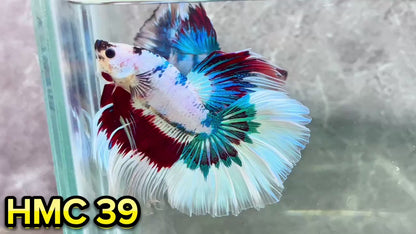 Multicolor Halfmoon Male Betta Fish | High Grade | Order Directly From Farm|  You Pick Fish |