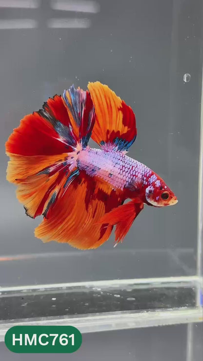 Multicolor Halfmoon Male Betta Fish | High Grade | Order Directly From Farm |  You Pick Fish |