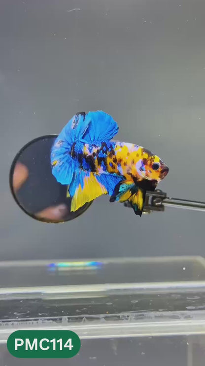 Multicolor Plakat Male Betta Fish |Show Grade|  You Pick Fish