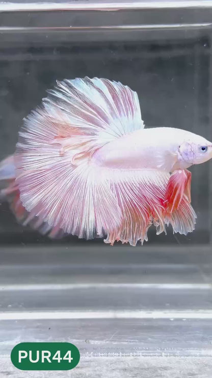 Purple Halfmoon Male Betta Fish | You Pick Fish | Order Directly From Farm