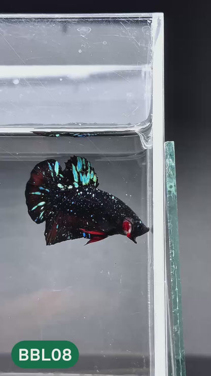 Black Star Nebula Plakat Male Betta | You Pick Betta | High Grade