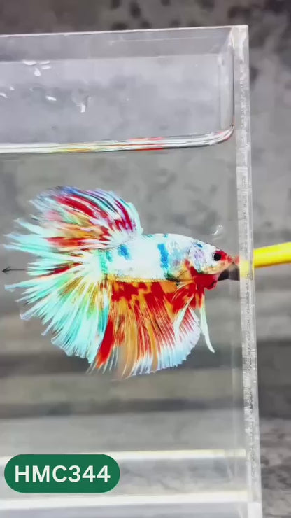 Multicolor Halfmoon Male Betta Fish | High Grade | Order Directly From Farm |  You Pick Fish |