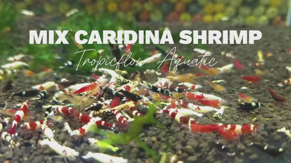 Mixed Caridina Shrimp