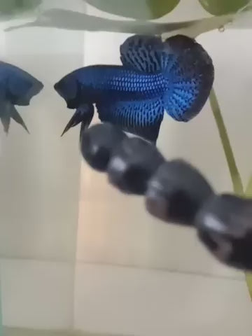 Wild Alien Blue Male Betta Fish
