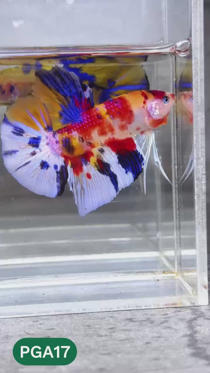 King Giant Plakat Male Betta Fish | You Pick Fish | High Grade