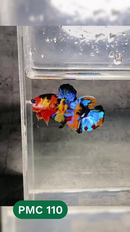 Multicolor Plakat Male Betta Fish |Show Grade|  You Pick Fish