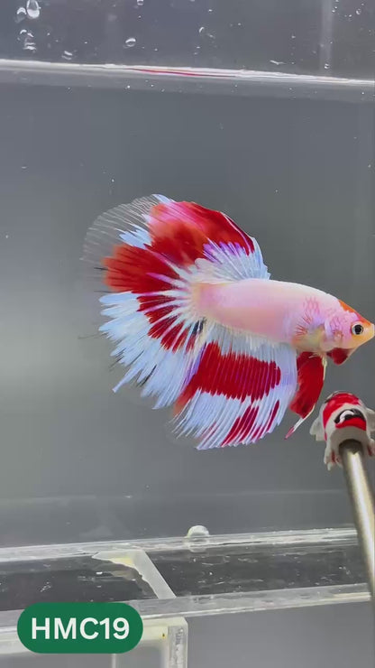 Multicolor Halfmoon Male Betta Fish | High Grade | Order Directly From Farm |  You Pick Fish |
