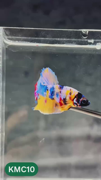 Multicolor Yellow Base Plakat Male Betta Fish | Order Directly From Farm |  You Pick Fish