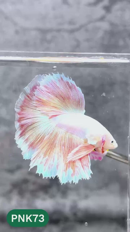 Pink Halfmoon Male Betta Fish | You Pick Fish | Order Directly From Farm