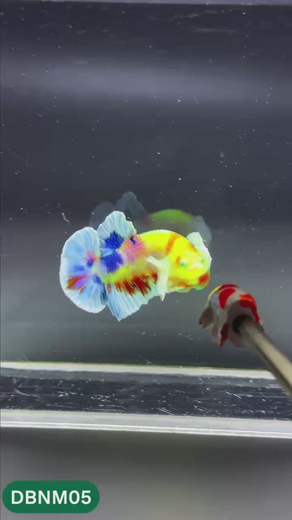 Dumbo Neno Neon Plakat Male Betta Fish | Neon Betta | You Pick Fish