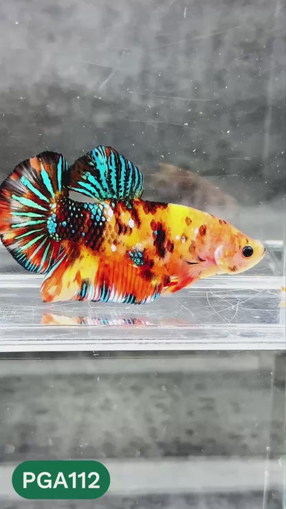 King Giant Plakat Male Betta Fish | You Pick Fish | High Grade