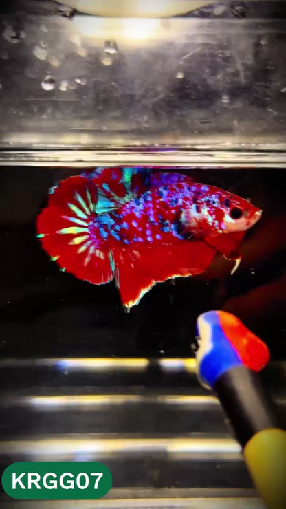 Golden Star Dust Galaxy Plakat Male Betta Fish | Super Rare | You Pick Fish