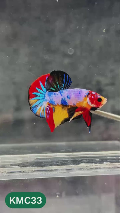 Multicolor Yellow Base Plakat Male Betta Fish | Order Directly From Farm |  You Pick Fish